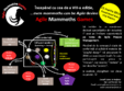 agile mammoths games