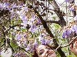 ambra fado portugues