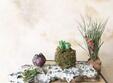 atelier de design floral la sediu