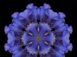 atelier de mandale temperamentale mandala flegmatica