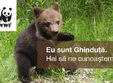 bucure ti mall i wwf sprijina protejarea mediului natural al ur ilor bruni din romania