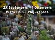cactusi la targ