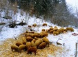 poze cazare la ferma agroturistica cu produse mangalita