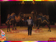 poze circul safari