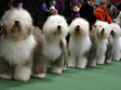 concurs canin la sibiu