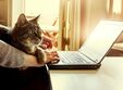 curs online risk management