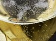 degustare vin spumant i love cava 