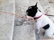 dog day afternoon