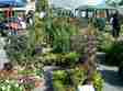 poze expo flora timisoara 2012