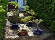expozi ie de bonsai