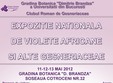 expozitia nationala de violete africane si alte gesneriaceae 11 12 13 mai 2012