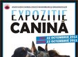 expozitie canina in baia mare