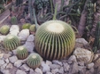 poze expozitie de cactusi la oradea 