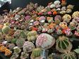 poze expozitie de cactusi la oradea 