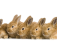 expozitie de pasari si animale mici