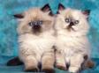 expozitie internationala felina de primavara la romexpo