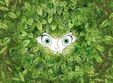 filme in gradina the secret of kells 