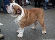 international dog show 2014
