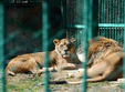 intrare gratuita la zoo in 9 august