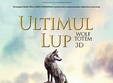 le dernier loup