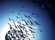 mindfulness coaching eveniment gratuit