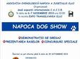 napoca dog show