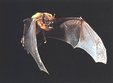 noaptea europeana a liliecilor