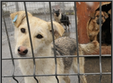 o noua campanie de adoptie a cainilor comunitari 