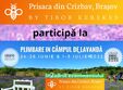 prisaca din crizbav bra ov la campul de lavanda din crizbav
