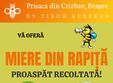 poze prisaca din crizbav bra ov la campul de lavanda din crizbav