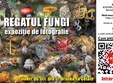 regatul fungi expozi ie de fotografie