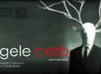 regele cerb