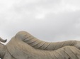 relaxare nidra yoga