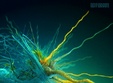 roots of love in brain