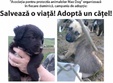 salveaza o viata adopta un catel 