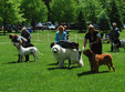 show canin in parcul custozza