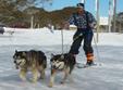 snow dogs 2010 