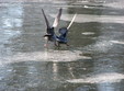 spectacol de patinaj pe gheata