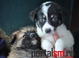 targ de adoptie a animalelor