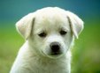 targ de adoptii catei