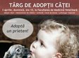 targ de catei oferiti spre adoptie