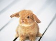 targ de pasari si animale in parcul balcescu