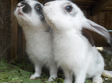 targ de pasari si animale mici la oradea