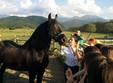 transylvania horse fest