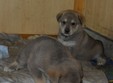 zilele adoptiei cainilor comunitari