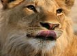 ziua mondiala a animalelor la gradina zoologica galati