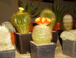 expozitie de cactusi la oradea  1