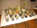 expozitie de cactusi la oradea  2
