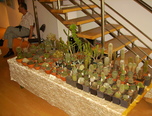 expozitie de cactusi la oradea  3