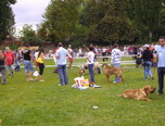 expozitie de frumusete canina c a c oradea 3